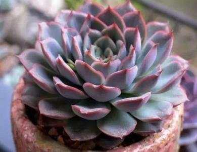 多肉植物的种类和养护技巧,常见多肉植物养护心得