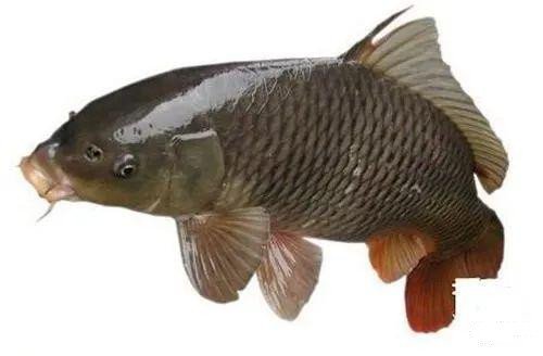 海竿不用浮漂怎么定点抛投,海竿打窝器定点最佳方法