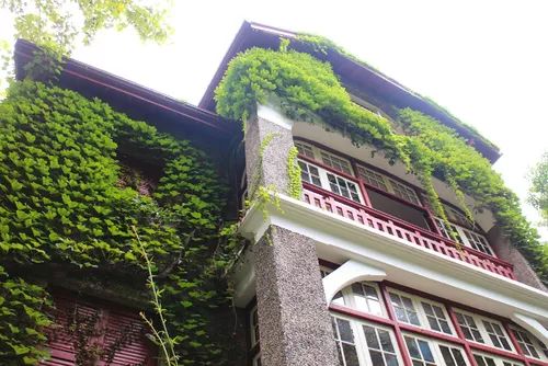 魔都超美的网红打卡圣地安福路,上海网红打卡地必去的路