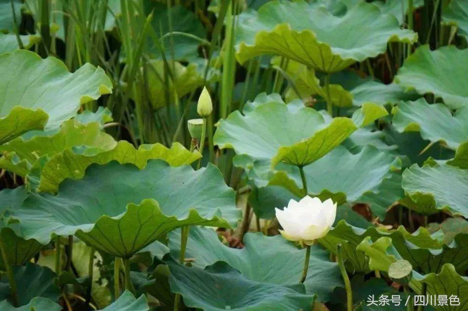 小众又免费！成都地铁直达的天然氧吧！清凉洗肺又解暑！