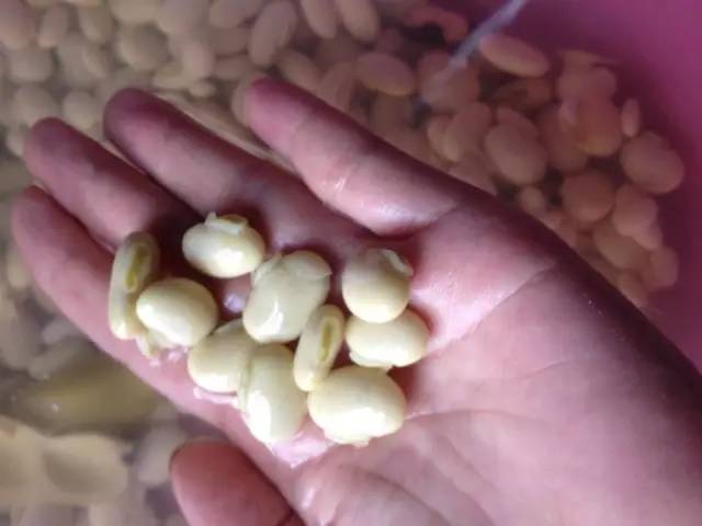 狗爪豆的来历,狗爪豆有什么作用