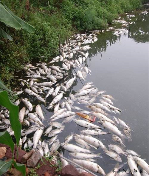 哪一类型的杀虫剂对鱼的伤害大,菊酯类杀虫剂对蚊子有效么