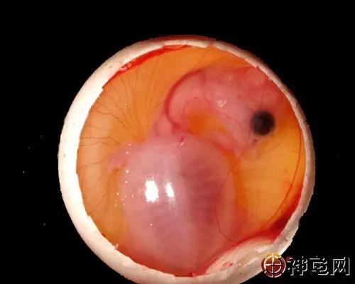 如何拯救虚弱的幼龟,怎么救乌龟不吃东西