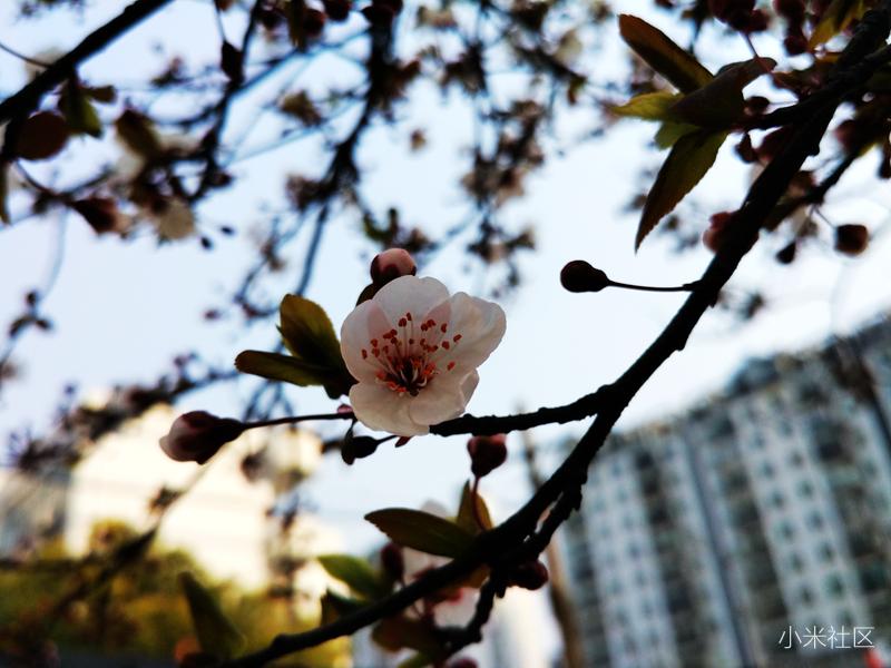 小米手机微距镜头使用方法,一招教你手机微距更清晰