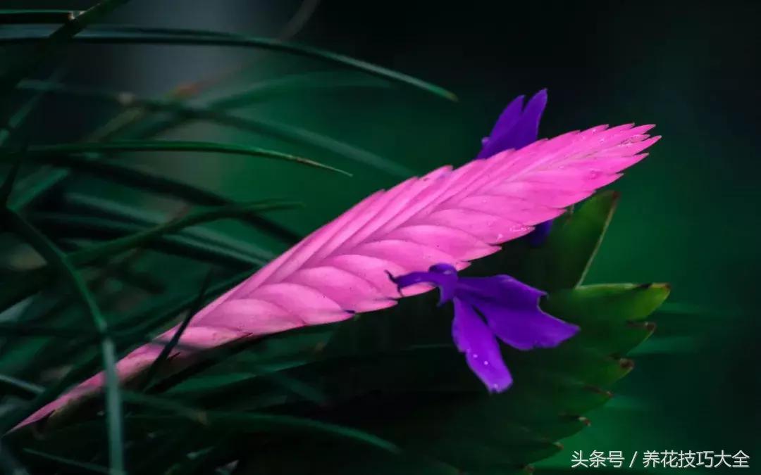 紫凤梨的特点和形态,紫凤梨多久开一次花