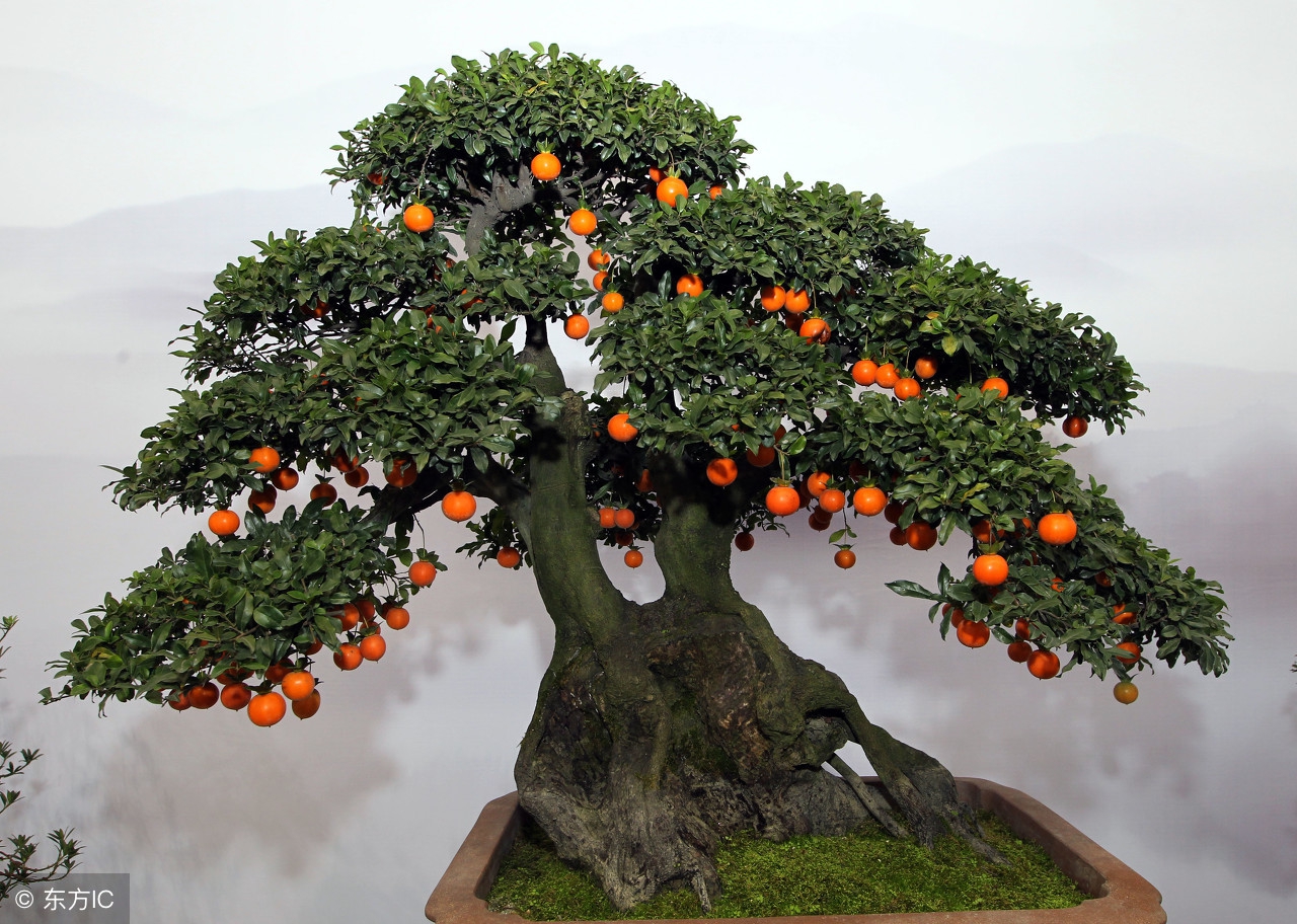 绝美优雅的盆景欣赏（太漂亮了，快分享给朋友吧！）