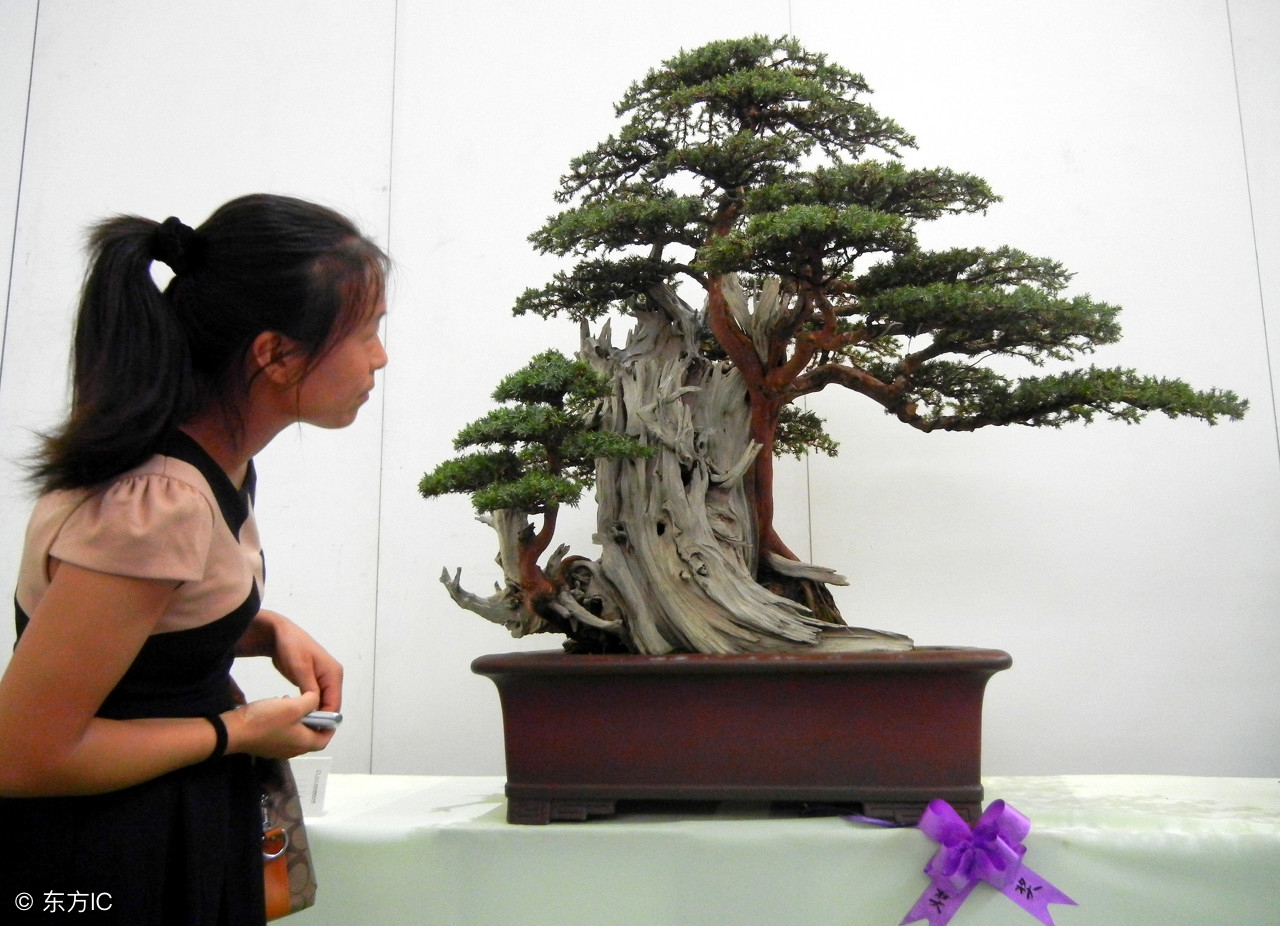 绝美优雅的盆景欣赏（太漂亮了，快分享给朋友吧！）