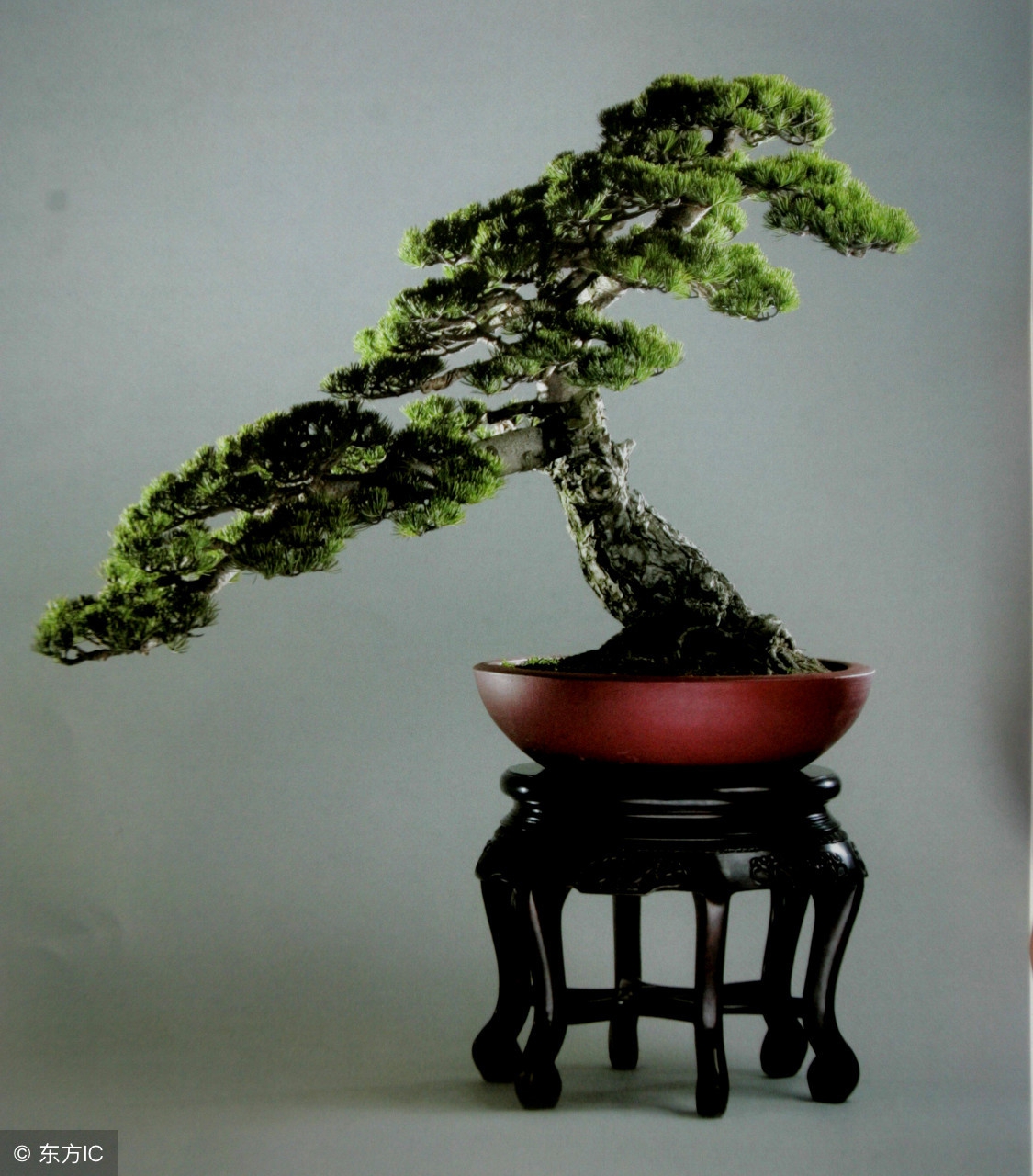 清韵优雅的盆景欣赏,盆景欣赏难得一见的绝美盆景艺术