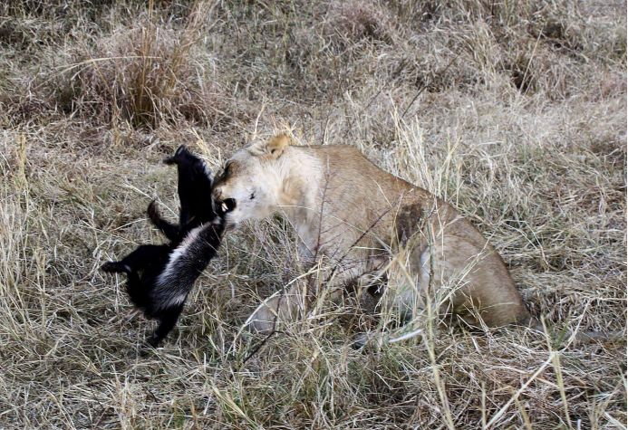 平头哥大战各种野生动物,平头哥捕食动物全过程