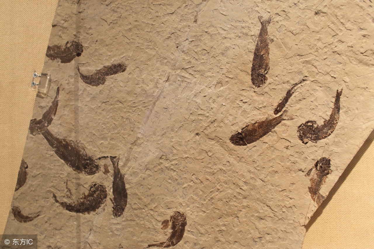 生命的起源与进化生物视频,生命的起源与进化历史纪录片