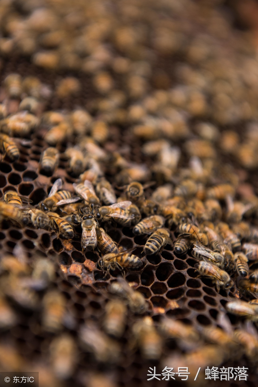 蜂群中蜂蜜过多会出现大量雄蜂吗,蜂箱大量死蜜蜂是什么原因