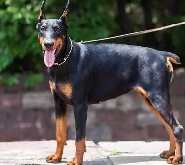 最忠诚又可爱的狗狗十大排名,全球十大最忠诚的狗狗排名