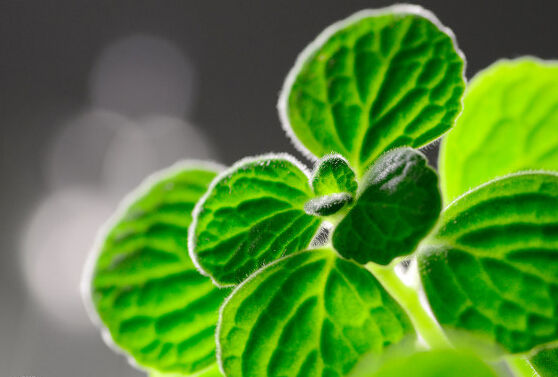 多肉植物能吃吗知乎问答,多肉植物能吃吗视频
