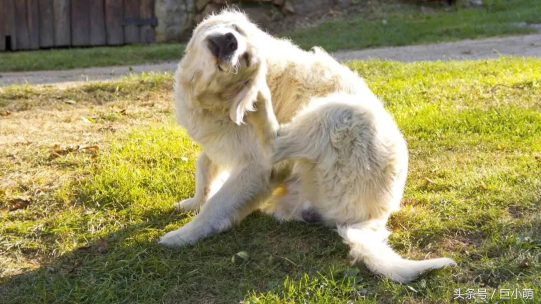 宠物驱虫靠什么杀跳蚤的,宠物驱虫了家里有跳蚤怎么办