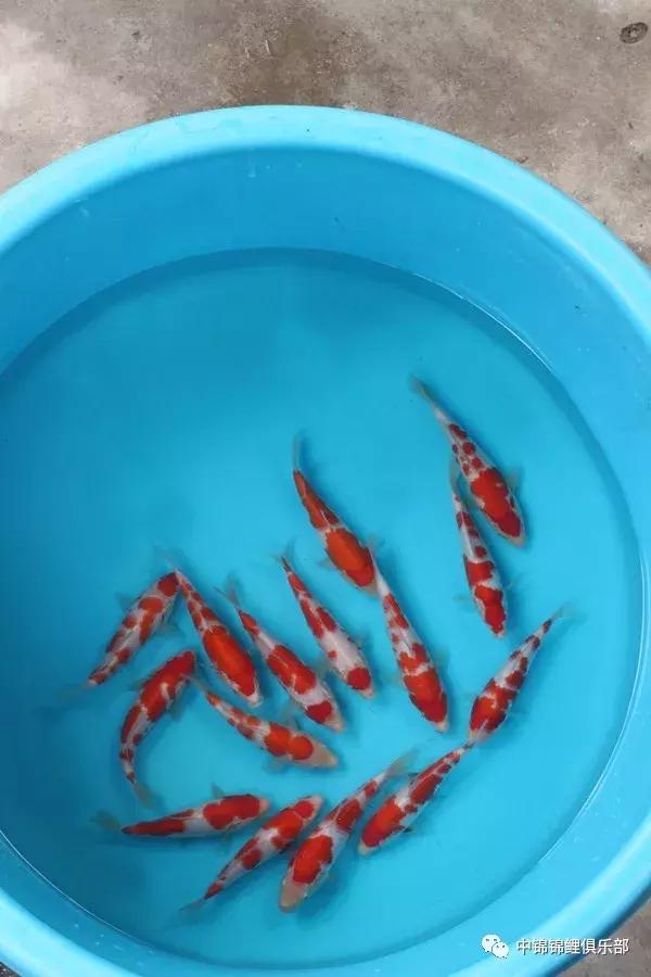 想要养条大鱼,想要养一条小鱼