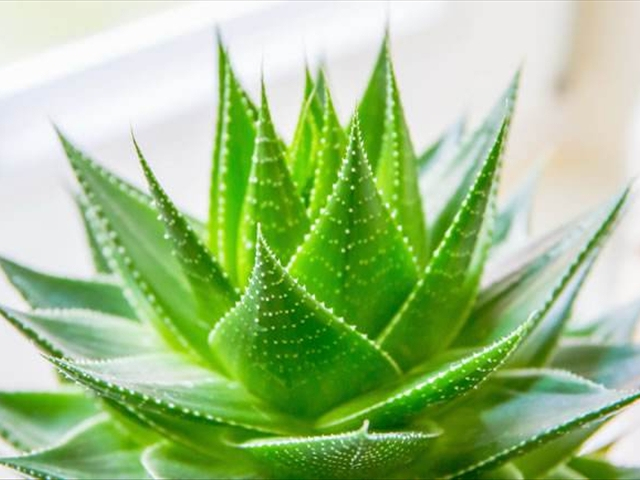 芦荟可以净化空气吗,家中种芦荟利风水吗