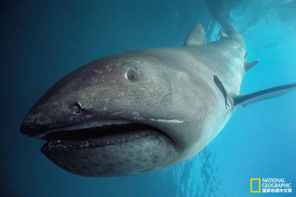 鲨鱼冷知识六种罕见鲨鱼,鲨鱼冷知识大全集