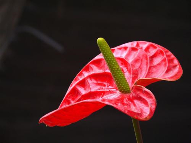 红掌花怎么越开越小呢,红掌怎么快速长新芽