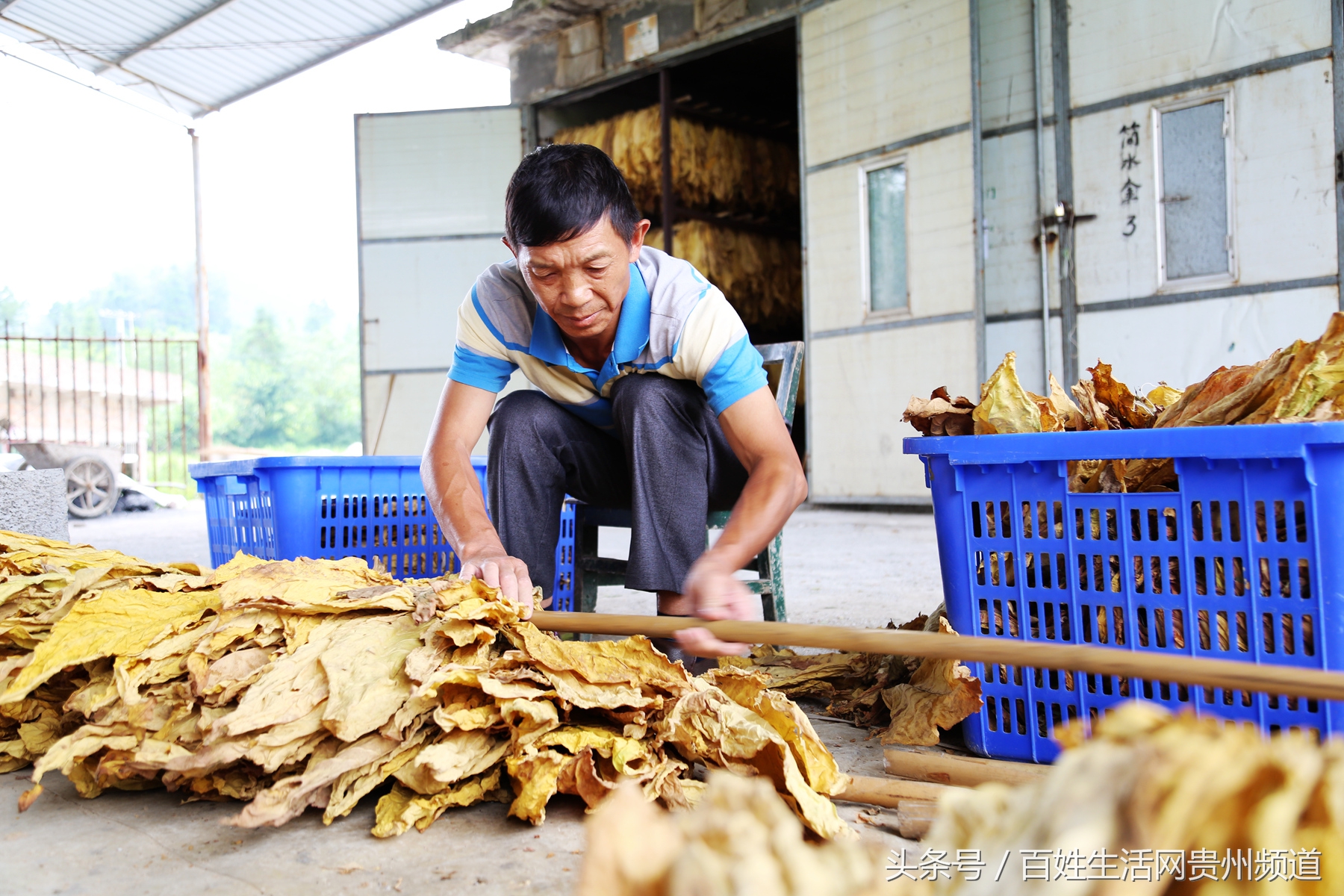 长顺：“黄金叶”里有黄金 鼓了腰包富了民