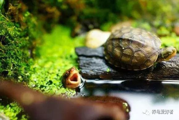 龟吃什么食物要煮熟,龟吃了大补的食物