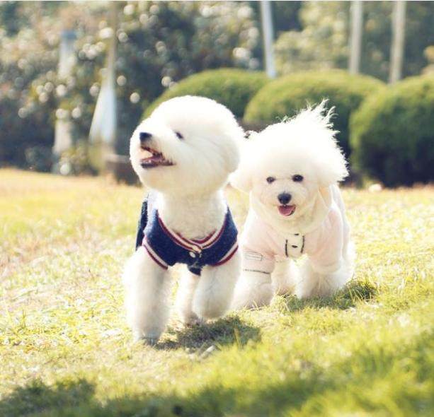 谨记饲养比熊犬这5件事不可做,饲养比熊犬的六大注意事项