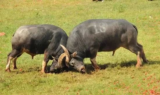 宁可错过世界杯也不要错过云南的火把节！