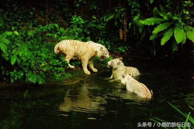 说走就走｜玩遍这些才算来过新加坡！