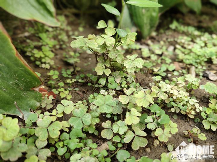 最值得买的vivo旗舰,最值得买的vivo千元机