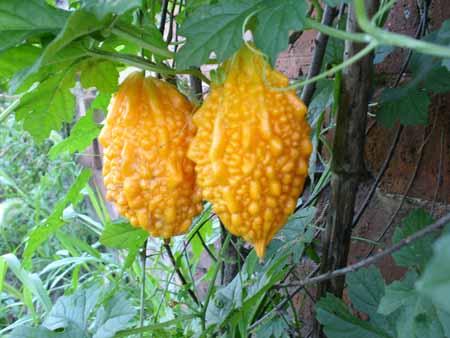 苦瓜一样的果子,和苦瓜很像的一种果子