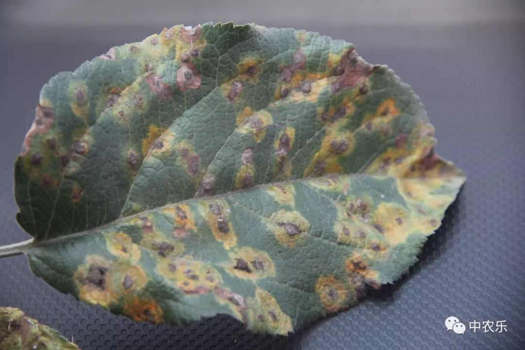 果锈病防治方法,果树叶锈病怎么办