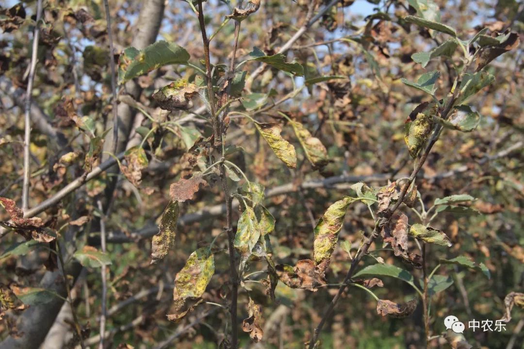 果锈病防治方法,果树叶锈病怎么办