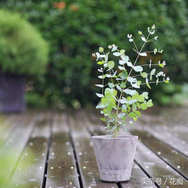 尤加利树绿植效果图,尤加利绿植的养法