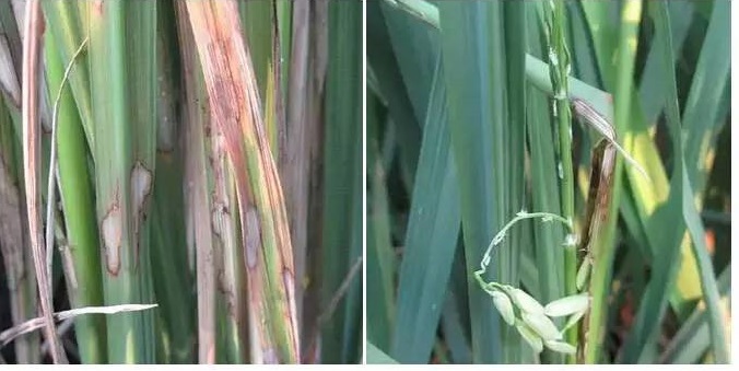 水稻纹枯病发病症状及防治方法,水稻纹枯病的症状