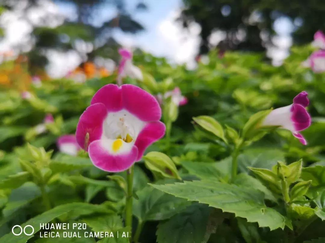 华为p20拍照效果怎么样,手机拍照不够锐