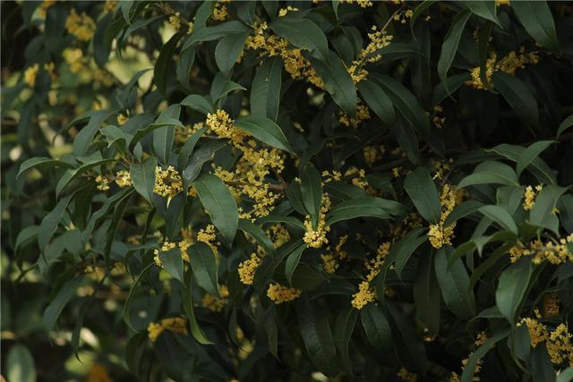 怎样辨别桂花是不是金桂,如何辨别桂花的种类