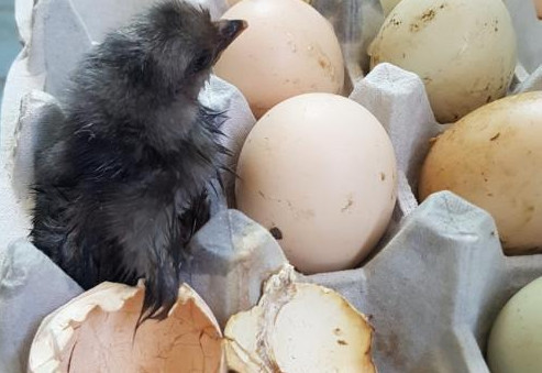 鸡蛋放空调房间孵出小鸡,鸡蛋放在阳台会孵小鸡出来吗