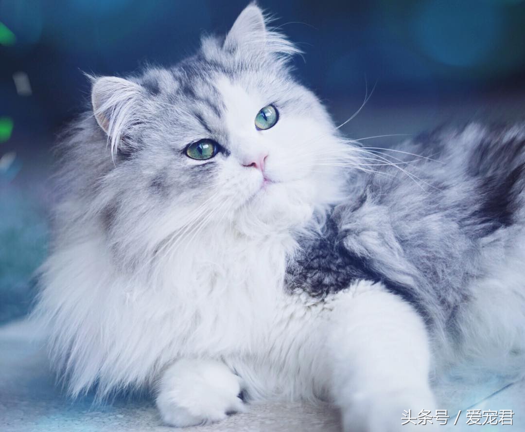 天气炎热猫咪能生存吗,夏季猫咪暴晒可以吗