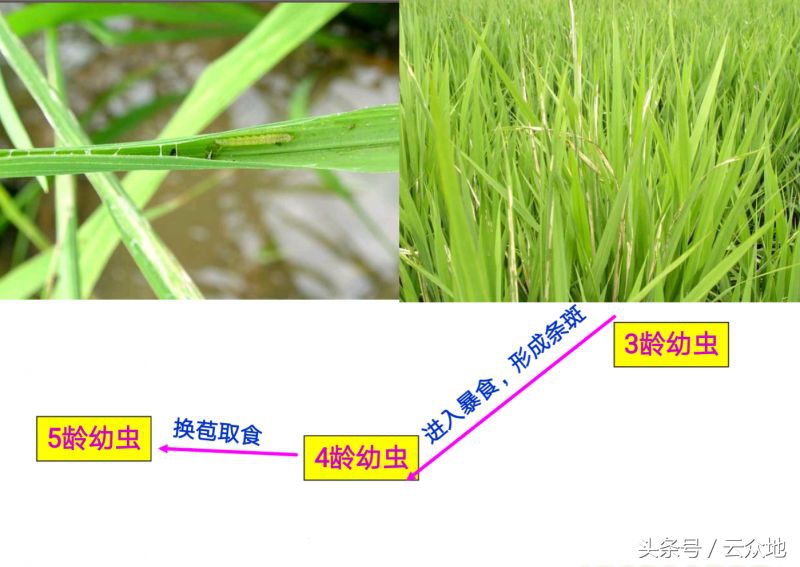 稻纵卷叶螟如何测蛾量,稻纵卷叶螟蛾子防治指标