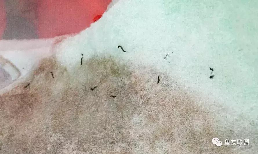 滤棉上的小黑虫,过滤棉上有透明的小虫卵