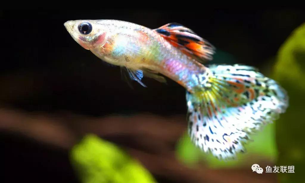 滤棉上的小黑虫,过滤棉上有透明的小虫卵