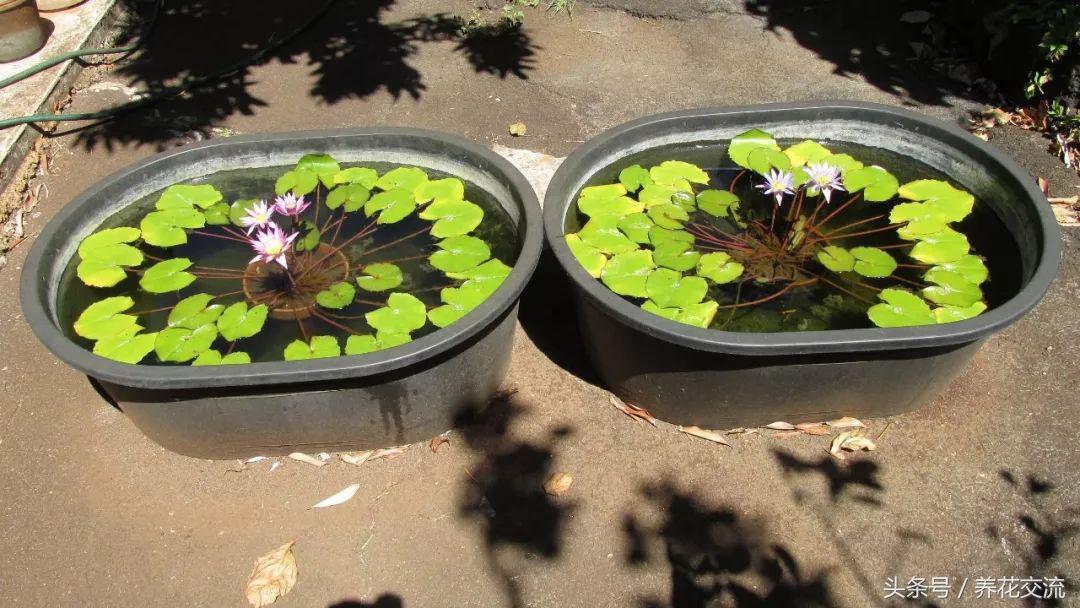 水缸里的睡莲开花了怎么办,最好的睡莲养在水缸里的技巧
