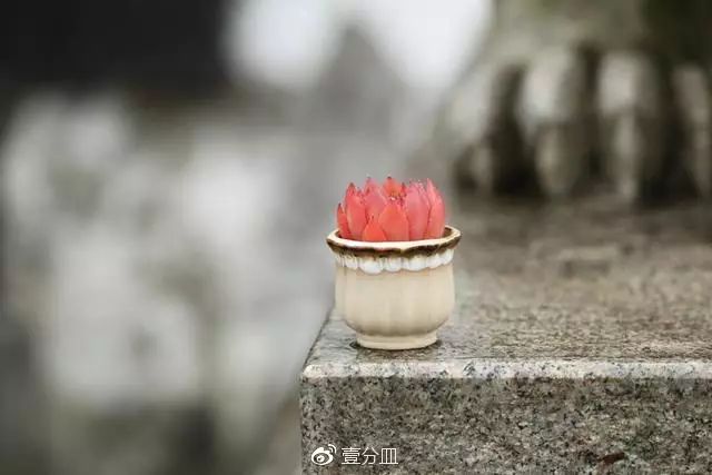 多肉每天光照好看吗,光照过强多肉反而颜色不好看