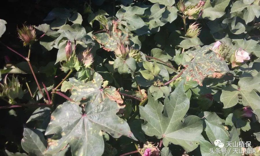 棉花枯黄萎病最新最详细防治方法,棉花黄萎病防治方案
