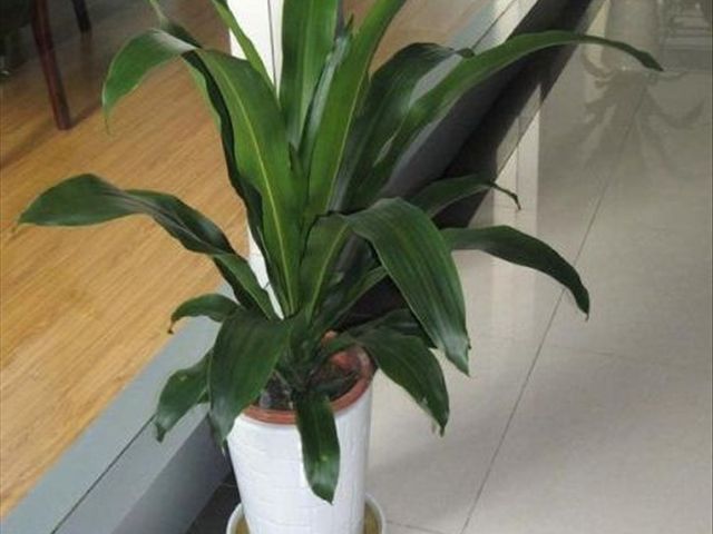 青叶也门铁叶子尖发黄是怎么回事,也门铁冻了叶子发黄怎么解决