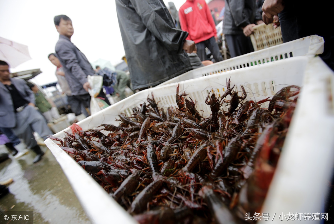 小龙虾养殖技术全套视频,小龙虾养殖技术第一步