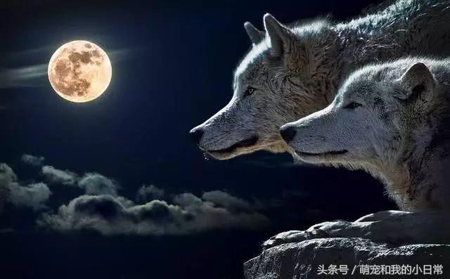 地球有史以来最大的食肉动物,地球历史上最强食肉动物