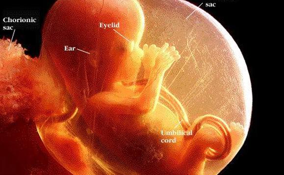 医生怀孕不能吃什么,怀孕后坚持上班注意事项