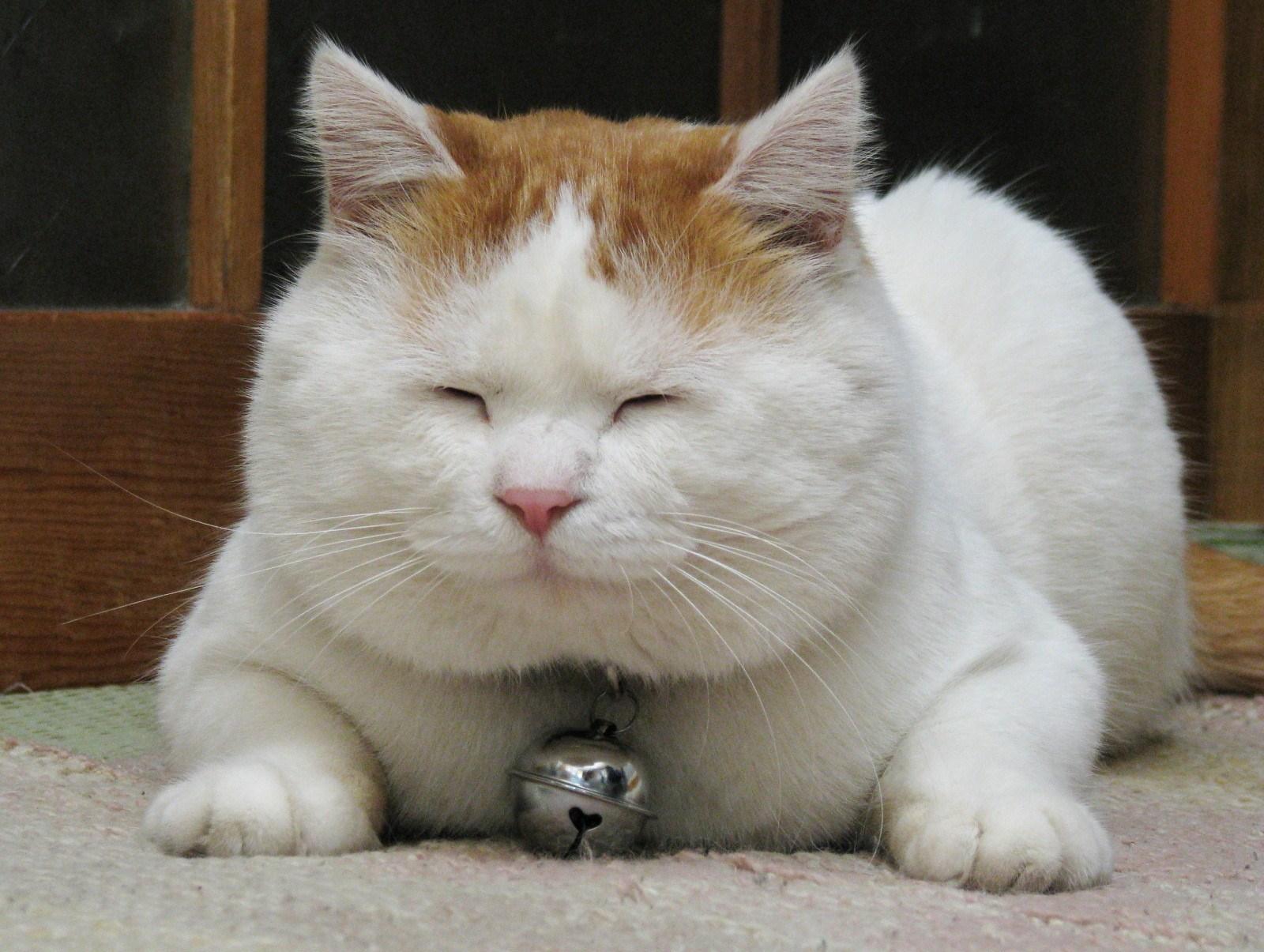 猫的特征和生活习性的简写,猫的特征和生活习性是什么