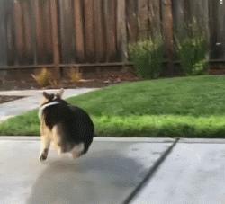 不要小瞧人家柯基的小短腿,柯基撞到了腿一瘸一拐还能跑