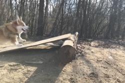 不要小瞧人家柯基的小短腿,柯基撞到了腿一瘸一拐还能跑